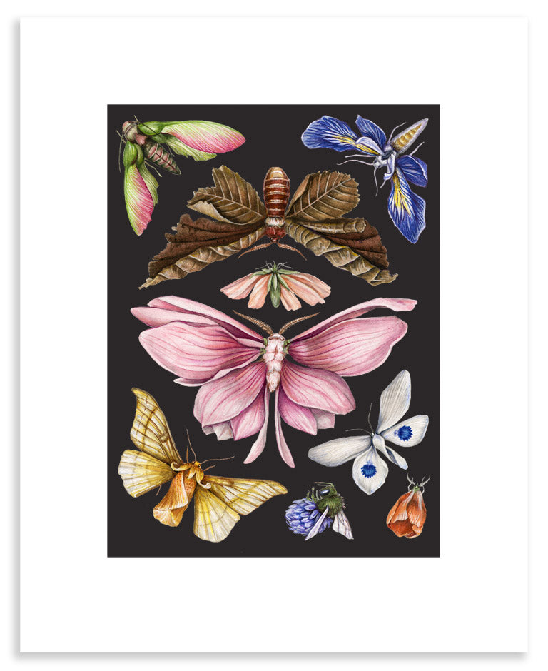 Colorful, botanical style art print of several butterflies and moths with flower petals for wings on black background.