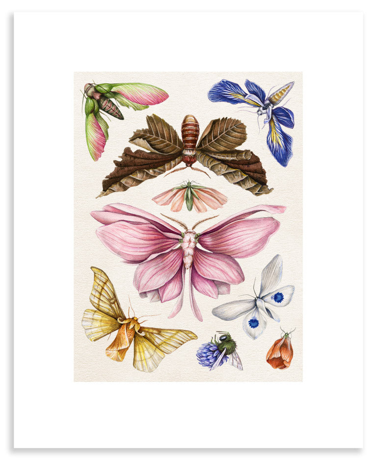 Colorful, botanical style art print of several butterflies and moths with flower petals for wings on cream background.