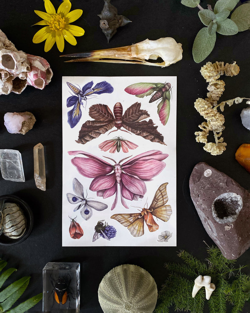 A temporary tattoo sheet of colorful butterflies and moths with flower petals for wings.