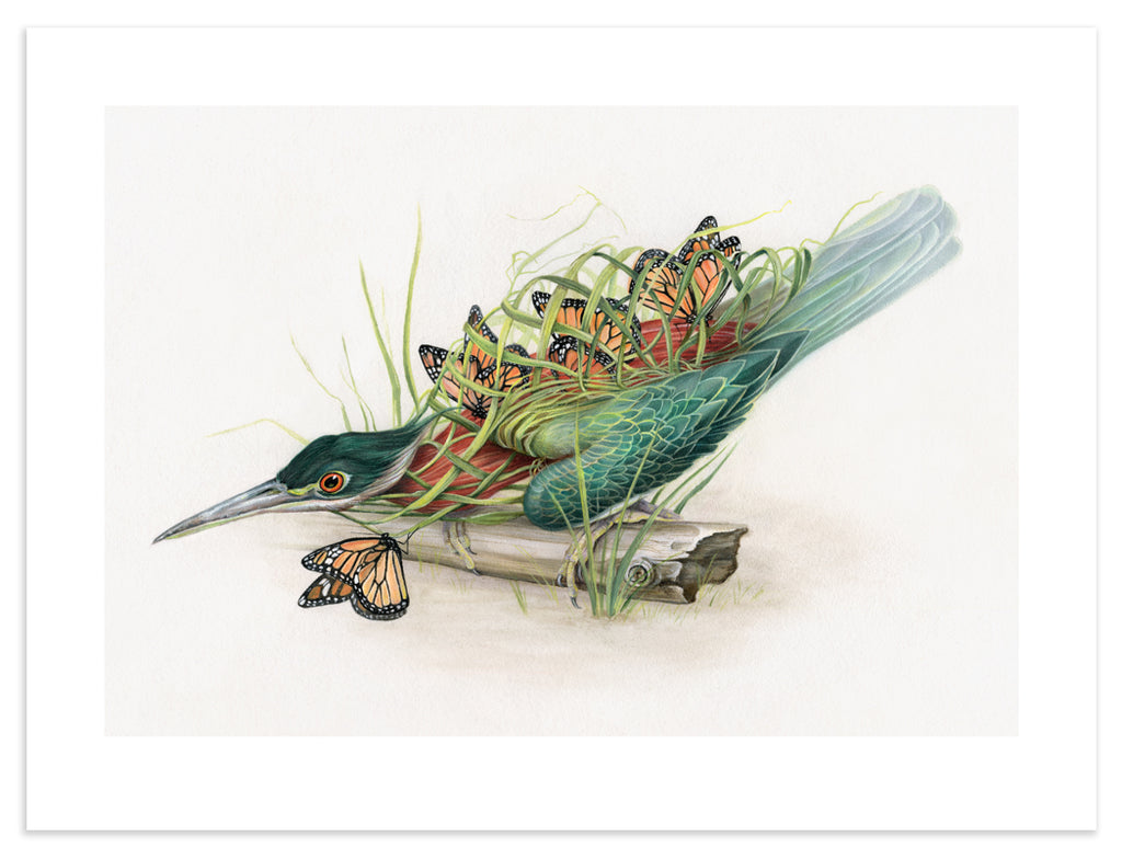 Art print of a green heron interwoven with long blades of grass and monarch butterflies.