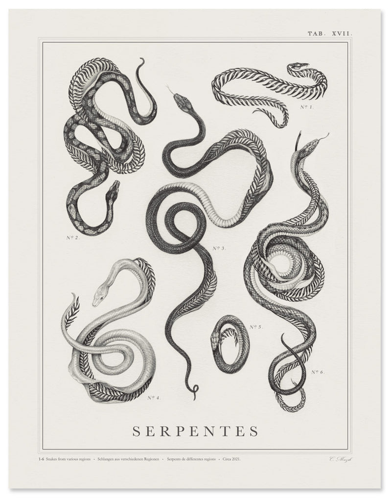 Art print of a botanical style graphite illustration of several snakes with skeletons made of ferns, with the title “Serpentes” written across the bottom.