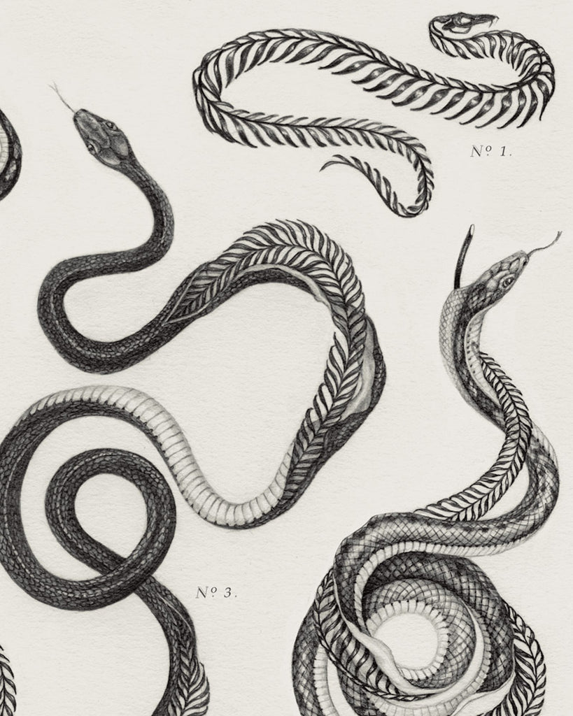 Art print of a botanical style graphite illustration of several snakes with skeletons made of ferns, with the title “Serpentes” written across the bottom.