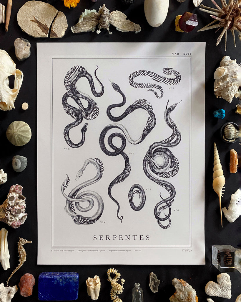 Art print of a botanical style graphite illustration of several snakes with skeletons made of ferns, with the title “Serpentes” written across the bottom.