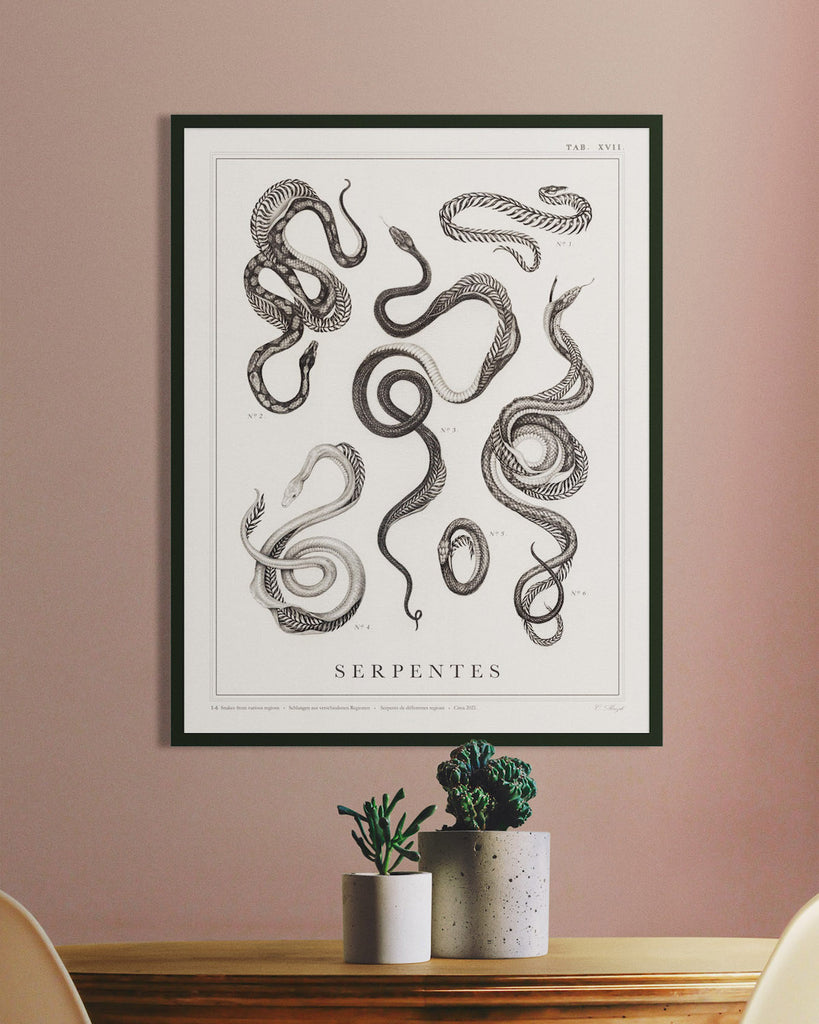 Art print of a botanical style graphite illustration of several snakes with skeletons made of ferns, with the title “Serpentes” written across the bottom.