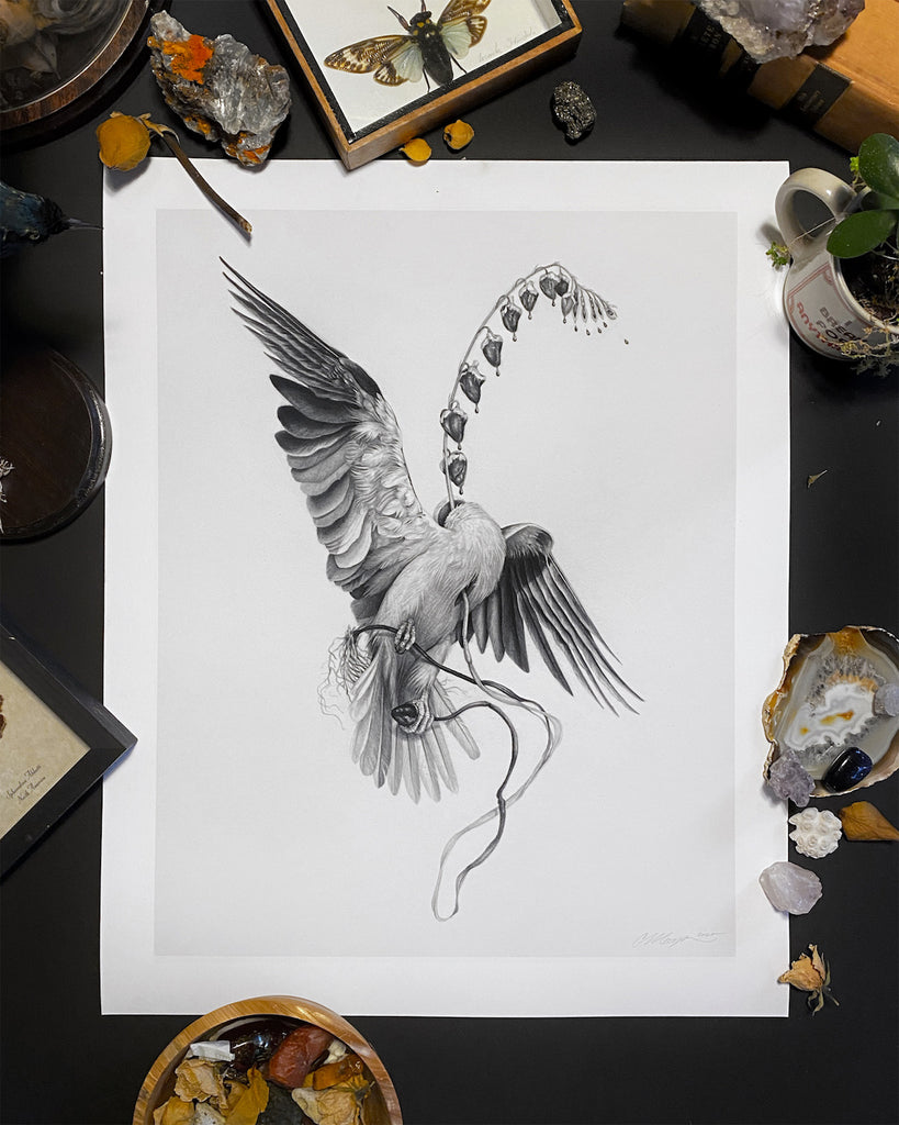 Art print of a graphite drawing of a headless kite bird with a bleeding heart flower growing from its neck.