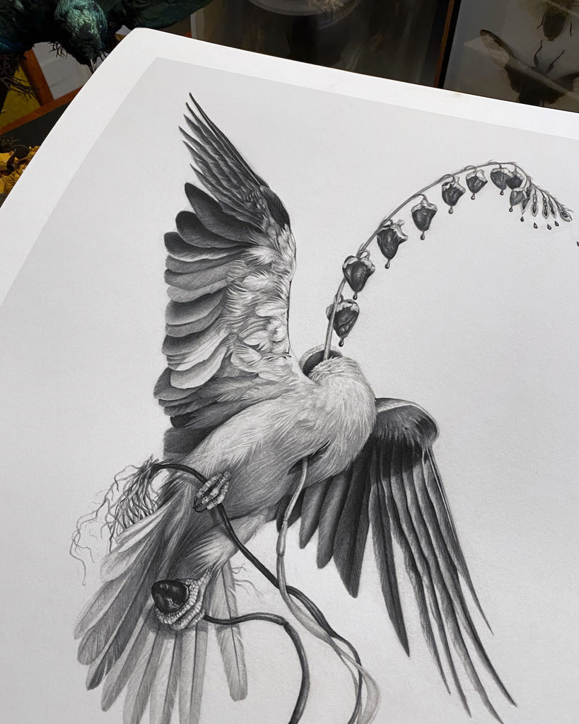 Art print of a graphite drawing of a headless kite bird with a bleeding heart flower growing from its neck.