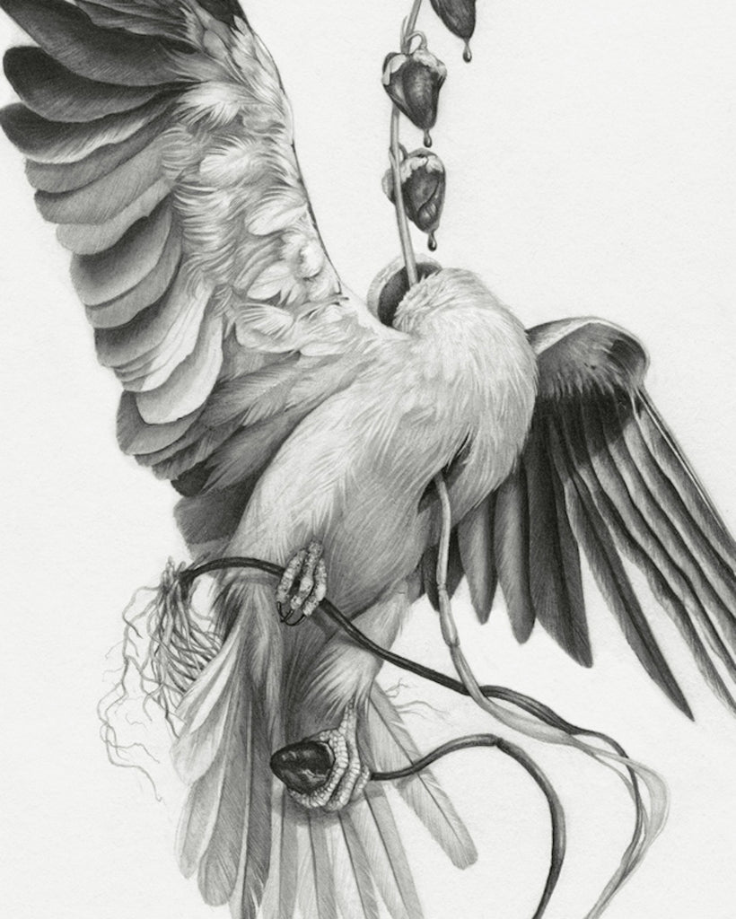 Art print of a graphite drawing of a headless kite bird with a bleeding heart flower growing from its neck.