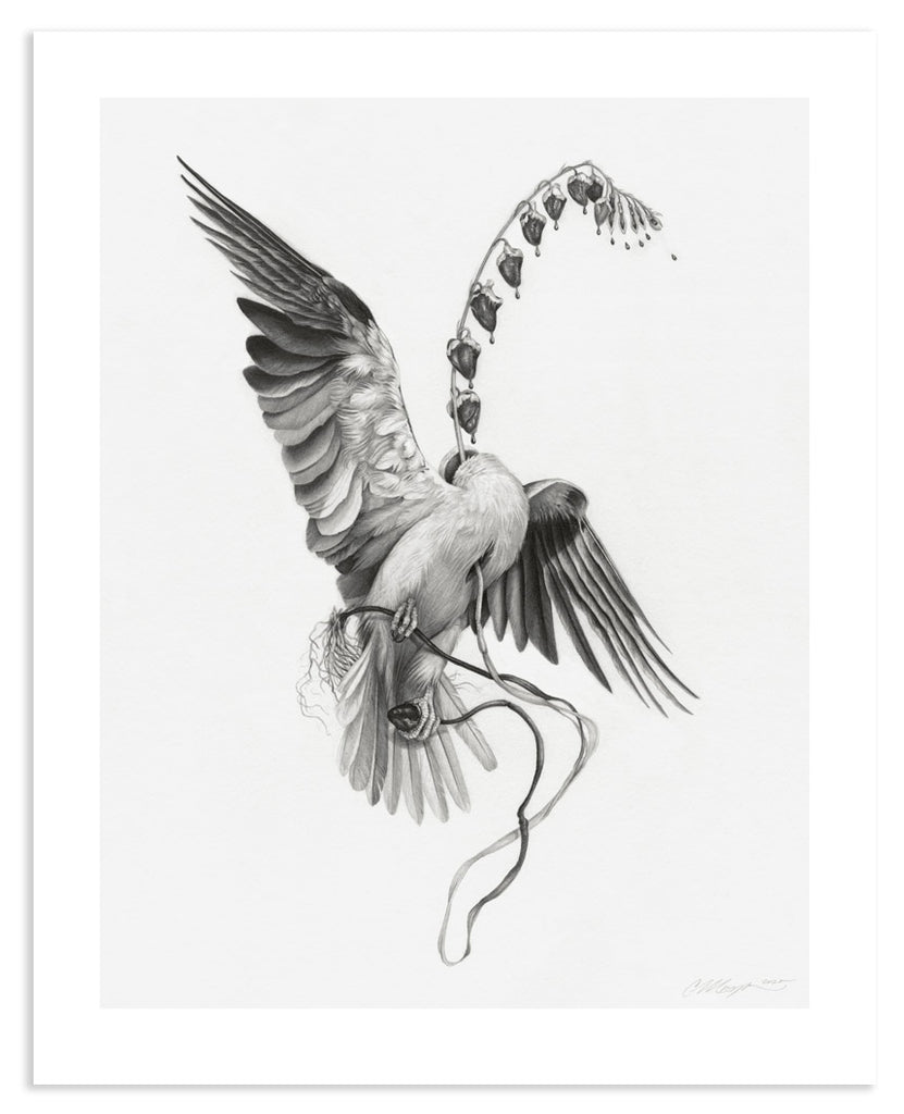 Art print of a graphite drawing of a headless kite bird with a bleeding heart flower growing from its neck.