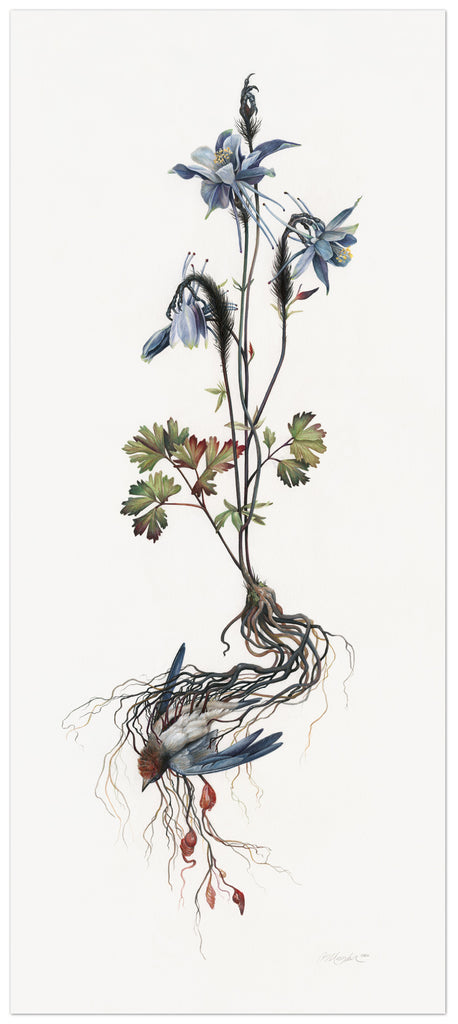 Art print of a dead blue swallow with blue columbine flowers growing from its chest.