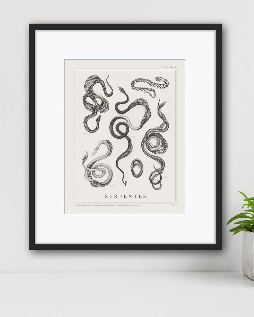 Art print of a botanical style graphite illustration of several snakes with skeletons made of ferns, with the title “Serpentes” written across the bottom.