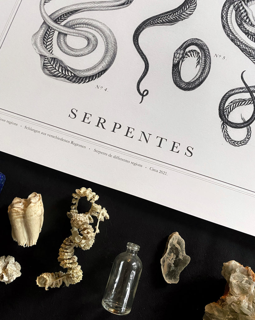 Art print of a botanical style graphite illustration of several snakes with skeletons made of ferns, with the title “Serpentes” written across the bottom.