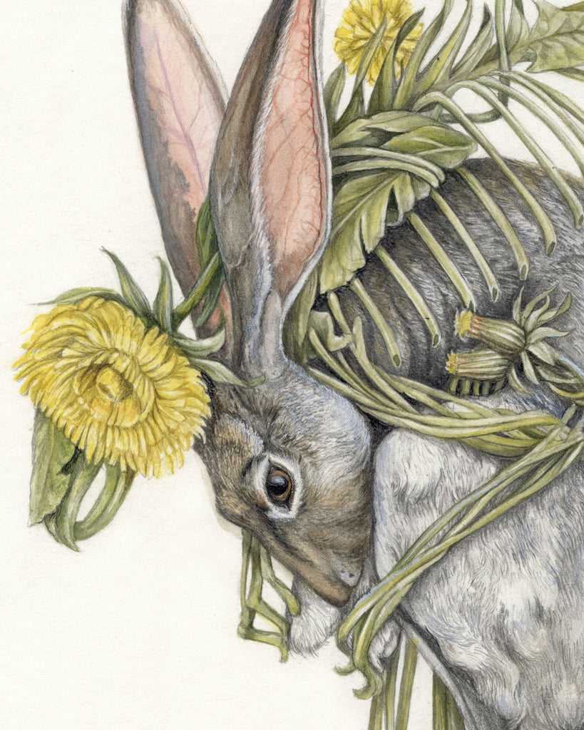 Art print of a gray rabbit curled around intertwining dandelion flowers on a cream background.